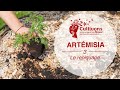 Cultivons-nous ! #3 Le repiquage de l'Artemisia annua !