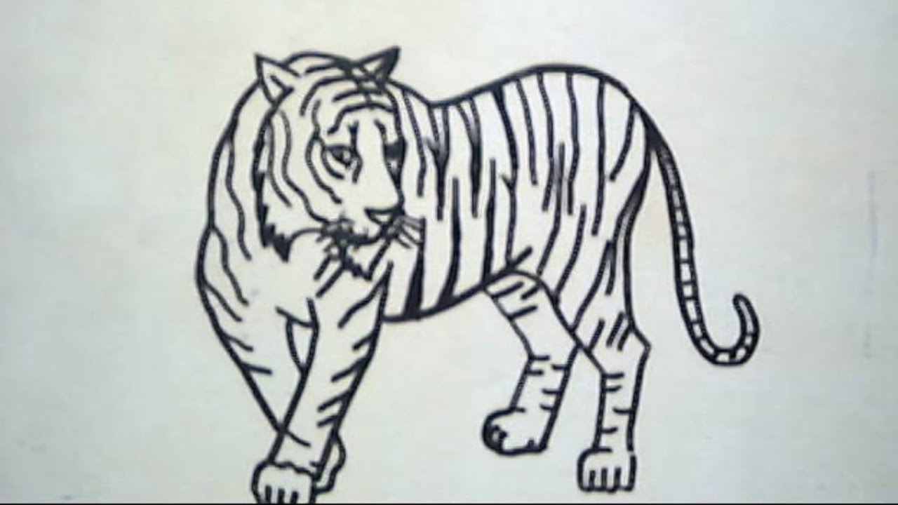 Cara Menggambar Harimau How To Draw A Tiger YouTube