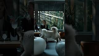 🏙️🐾🔵 Ragdoll in Concrete Elegance 004 !! 🔵🐾🏙️ #midjourney #architecture #ai #ragdoll #cat 🏙️🐾🔵 Ragdoll in Concrete Elegance 004 !! 🔵🐾🏙️ #midjourney #architecture #ai #ragdoll #cat