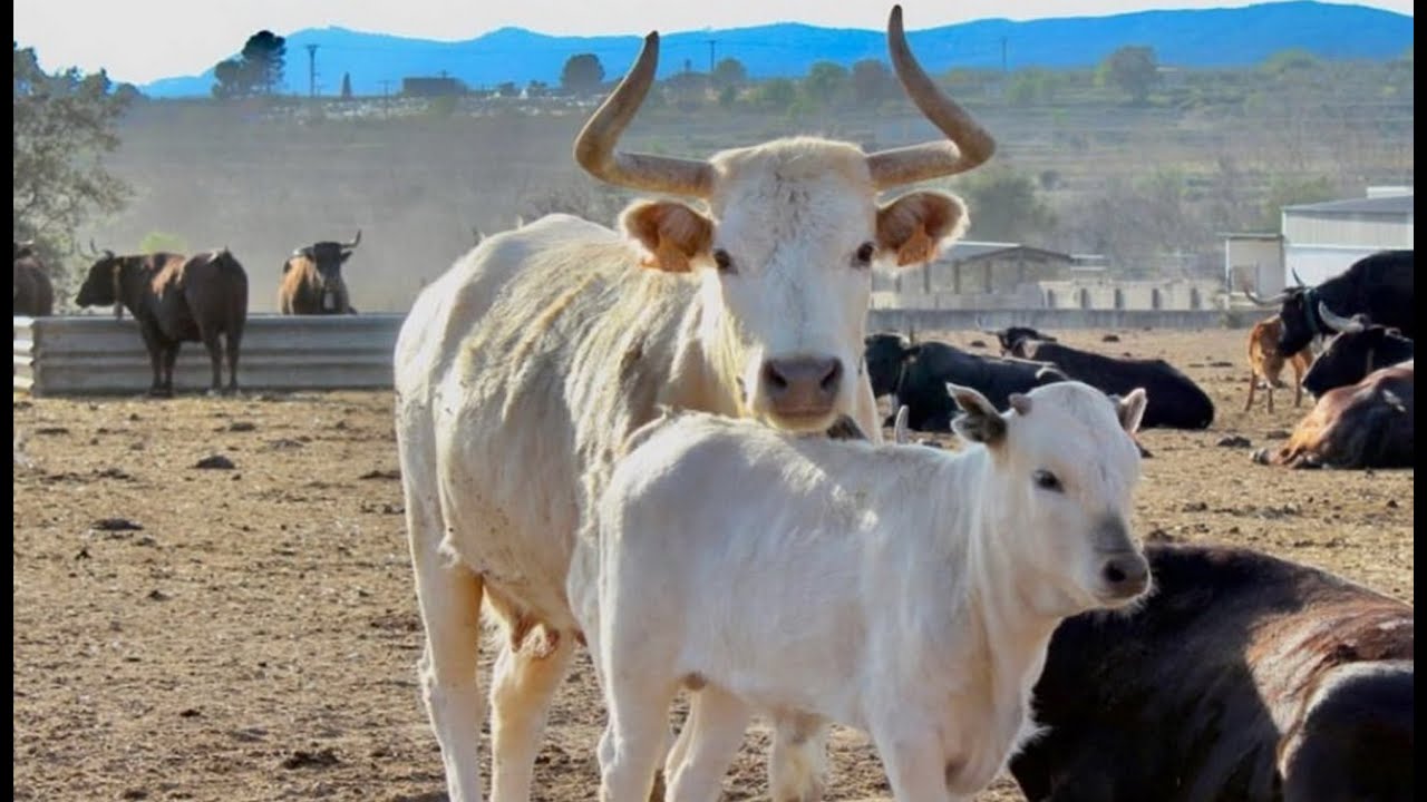 🟢2021 CUATRETONDA 01 ◾ GANADERIA Benavent La TRIA.