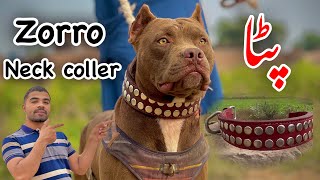 New collar ( patta ) for zorro pitbull dog || Pitbull || Gultair dog || zain ul abideen by Zain Ul Abideen 2,625 views 4 months ago 13 minutes, 6 seconds