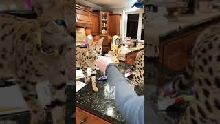Feeding my cats salmon YUMMY! by Lavish Savannah’s 148 views 3 years ago 1 minute, 33 seconds