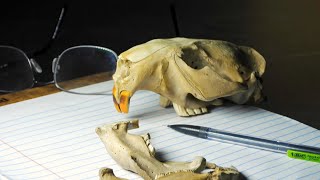 Lubbock Beavers (Texas Country Reporter)