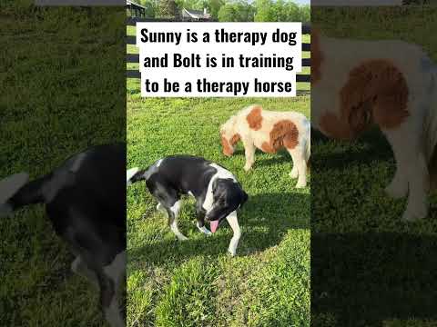 Bolt the Mini-Therapy Horse #shorts #dogtraining