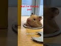 meme hamster #hamster #cute #animals