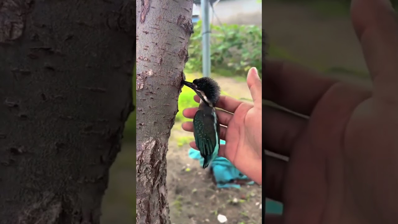 Você conhece o martim pescador?