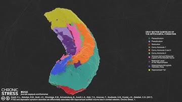 10 Gray Matter Subfields of the Hippocampus – Animated 3D Model - Chronic Stress, 2017