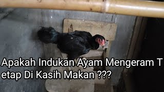 Apakah Indukan mengeram Tetap Di Kasih Makan ???