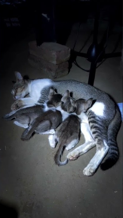 I Love Cat 🐱 | Baghban |#animals #animal #short