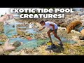 Catching EXOTIC Creatures Out Of TIDE POOLS!! *Crazy Finds*