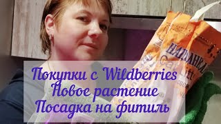 Покупки с Wildberries для растений. Новое растение. Посадка на фитиль