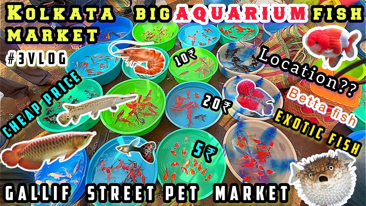 Kolkata Aquarium Fish Market ️ Galiff Street Pet Market aquarium fish price update ⁠ aqua