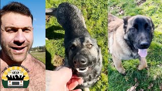 Day two with the new rescues, what a difference 24 hours makes | Lee Asher by The Asher House 136,505 views 1 month ago 10 minutes, 12 seconds