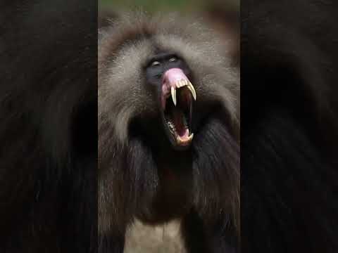 Look at canines