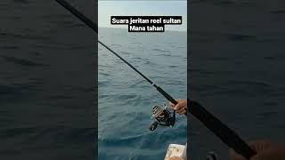 Suara jeritan reel sultan mana tahan