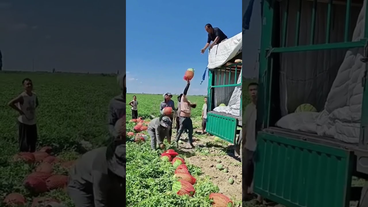High Flying Watermelons Truck Loading Shorts Farming