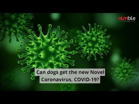 can-dogs-get-coronavirus?
