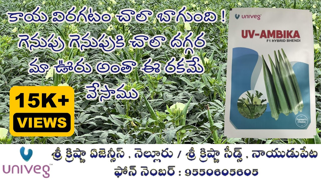 యూనివెజ్ సీడ్స్ వారి హైబ్రిడ్ బెండ అంబిక | UniVeg Seeds Bhendi Ambika | 9550605605 |