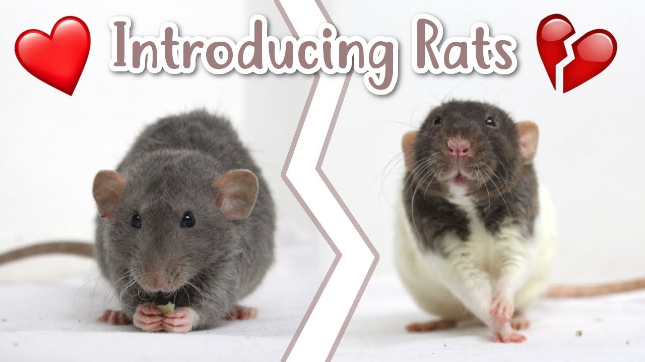 🐭 HOW TO INTRODUCE RATS 🐭 | Rat care 