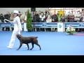 Dog dancing show &quot;Eurasia  2012 / Russia / Moscow&quot;. Freestyle.