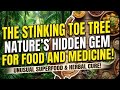 The Stinking Toe Tree: Nature's Hidden Gem for Food and Medicine!
