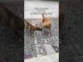 Robbed in blind daylight smh! 🫣🐕🌳