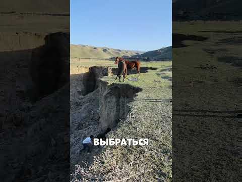 ТУРИСТЫ спасли жеребёнка из ПРОПАСТИ😨🔥🐴