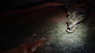 Astor Ze Selského Stavení