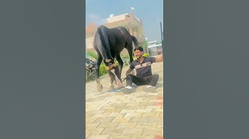 Yaar Ki Entry || Gurjar Song 2022 || Rohit Sardana || Gyanendra Sardhana || New Gurjar Song 2022