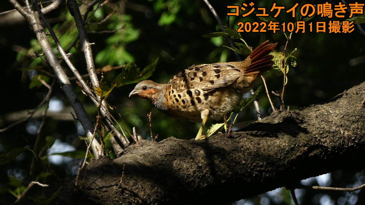 鳥・コジュケイの鳴き声（地鳴き）2022年10月1日撮影 - YouTube