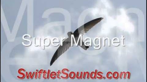 Swiftlet Sounds - Super Magnet External