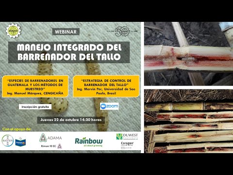 Video: Control de los barrenadores del tilo: aprenda a reconocer los daños causados por los barrenadores del tilo