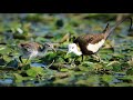 알을 옮겨 가는 물꿩 4 K ( water pheasant ) 허종태 나그네