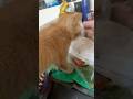 Nay mèo thần sấm ăn cơm hộp😄#cat #shorts