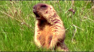 Как кричат сурки. Сурок байбак. #фотоохота || groundhog screaming