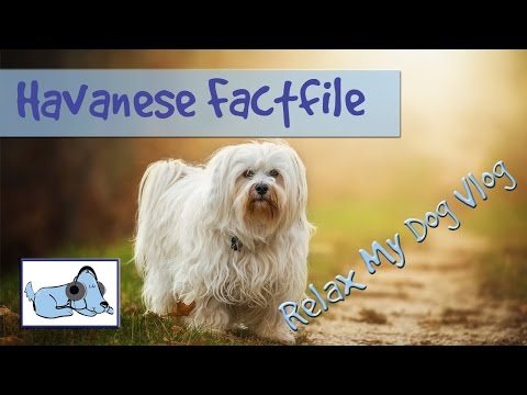 Видео: Havanese Dogs делают отличных семейных питомцев