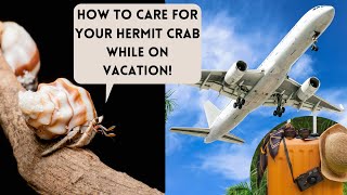 How to Care for your Hermit Crab While on Vacation || Hermit Crab Care