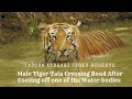 Tala huge male tiger crossing road after swimming  tadoba andhari tiger reserve