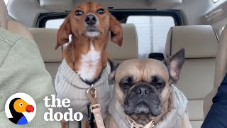 This Woman's New House Came With A Dog | The Dodo