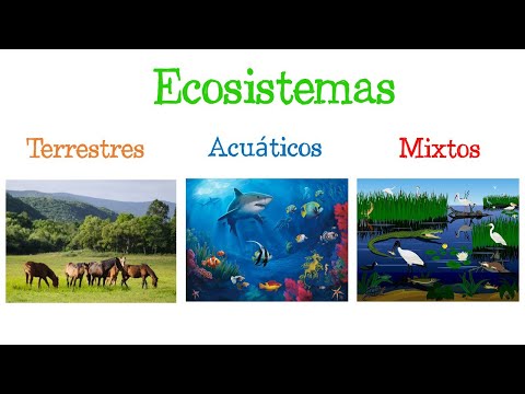 Video: Pastos marinos: tipos y descripciones, características, fotos y reseñas