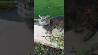 Istanbul cats + Let&#39;s rub ourselves against this rosebush