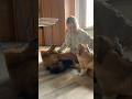 Двох рук не вистачає 🤣🤭❤️ #розплідник #perfectversatility #німецькавівчарка