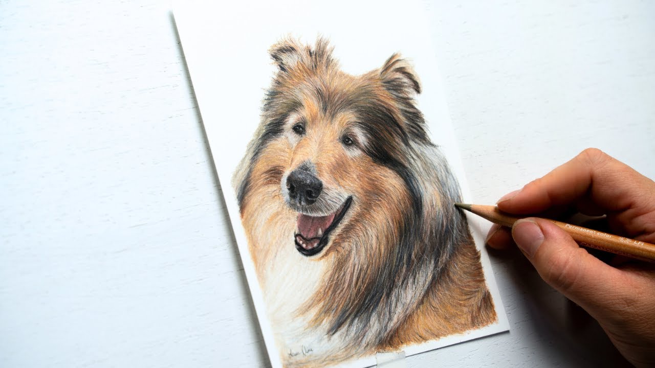 Peaceful Collie Dog Drawing Timelapse | Colored Pencil ASMR