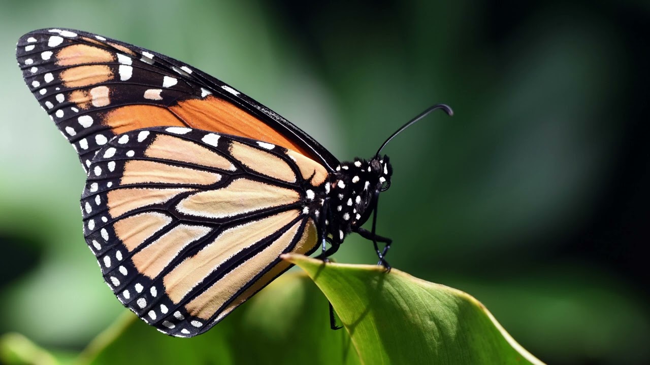 Positive Affirmations for ADHD