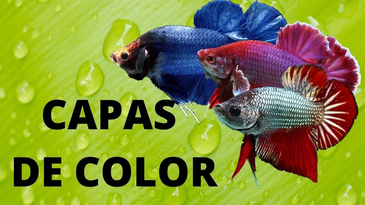 Como se aparean los peces