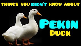 Everything You Need To Know About The Pekin Duck. Dual Purpose Meat And Eggs.