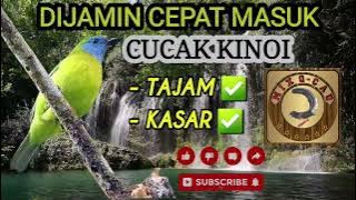 CUCAK KINOI   SUARA AIR || TAJAM KASAR || DIJAMIN CEPAT MASUK