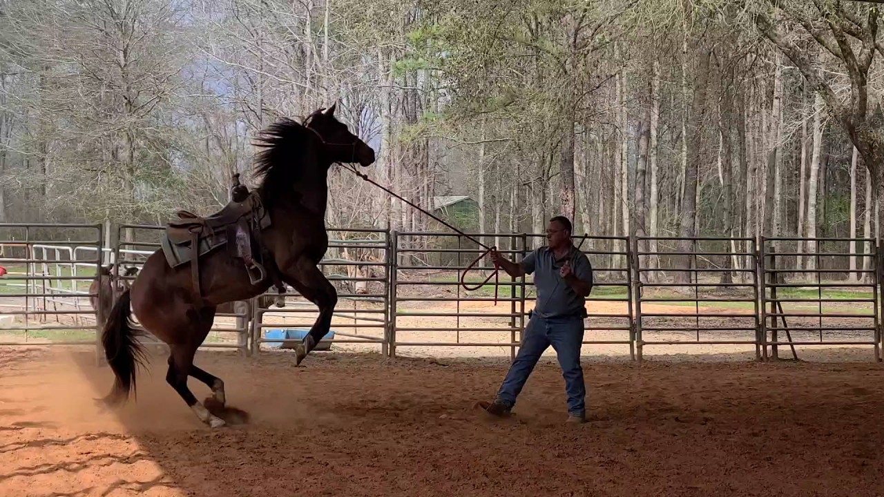 Ещё одна опасная новая лошадь