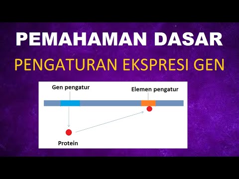 Video: Pendekatan Untuk Menetapkan Fungsi Varian Genetik Pengatur Yang Terlibat Dalam Penyakit