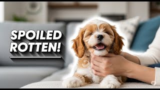 Cavapoo Luna's Daddy Lovings!